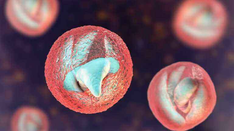 Introduction to Cryptosporidium